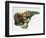 Close-Up of a Red Squirrel Eating a Nut (Sciurus Vulgaris)-null-Framed Giclee Print