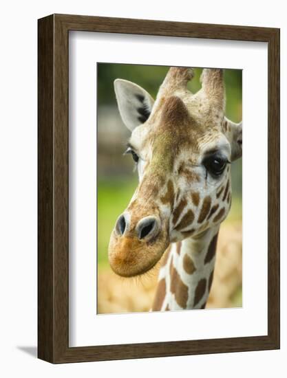 Close-up of a Reticulated Giraffe at the Jacksonville Zoo-Rona Schwarz-Framed Photographic Print