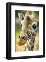 Close-up of a Reticulated Giraffe at the Jacksonville Zoo-Rona Schwarz-Framed Photographic Print