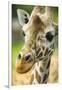 Close-up of a Reticulated Giraffe at the Jacksonville Zoo-Rona Schwarz-Framed Premium Photographic Print