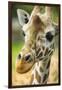 Close-up of a Reticulated Giraffe at the Jacksonville Zoo-Rona Schwarz-Framed Premium Photographic Print