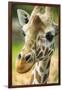 Close-up of a Reticulated Giraffe at the Jacksonville Zoo-Rona Schwarz-Framed Premium Photographic Print