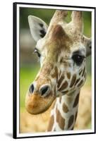 Close-up of a Reticulated Giraffe at the Jacksonville Zoo-Rona Schwarz-Framed Premium Photographic Print