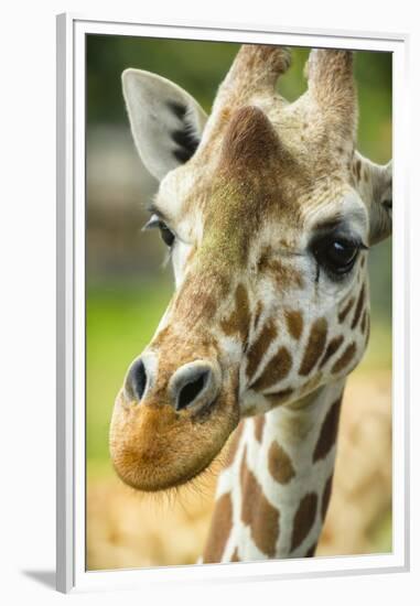 Close-up of a Reticulated Giraffe at the Jacksonville Zoo-Rona Schwarz-Framed Premium Photographic Print