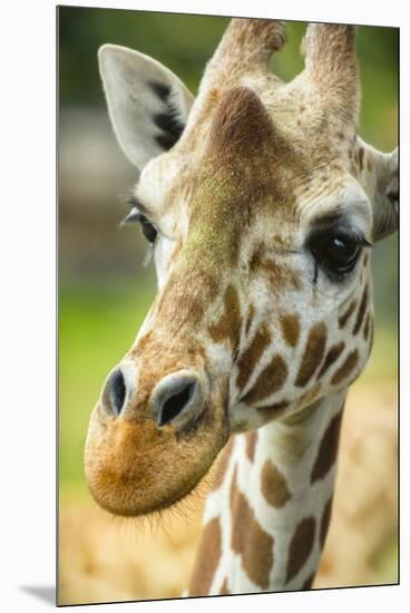 Close-up of a Reticulated Giraffe at the Jacksonville Zoo-Rona Schwarz-Mounted Premium Photographic Print