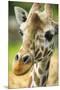 Close-up of a Reticulated Giraffe at the Jacksonville Zoo-Rona Schwarz-Mounted Premium Photographic Print