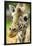 Close-up of a Reticulated Giraffe at the Jacksonville Zoo-Rona Schwarz-Framed Premium Photographic Print