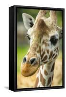 Close-up of a Reticulated Giraffe at the Jacksonville Zoo-Rona Schwarz-Framed Stretched Canvas