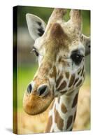 Close-up of a Reticulated Giraffe at the Jacksonville Zoo-Rona Schwarz-Stretched Canvas