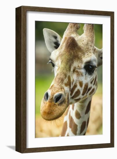 Close-up of a Reticulated Giraffe at the Jacksonville Zoo-Rona Schwarz-Framed Photographic Print