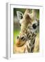 Close-up of a Reticulated Giraffe at the Jacksonville Zoo-Rona Schwarz-Framed Photographic Print