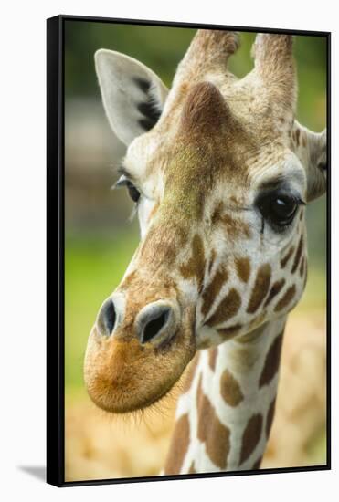 Close-up of a Reticulated Giraffe at the Jacksonville Zoo-Rona Schwarz-Framed Stretched Canvas