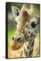 Close-up of a Reticulated Giraffe at the Jacksonville Zoo-Rona Schwarz-Framed Stretched Canvas