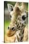 Close-up of a Reticulated Giraffe at the Jacksonville Zoo-Rona Schwarz-Stretched Canvas
