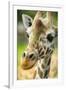 Close-up of a Reticulated Giraffe at the Jacksonville Zoo-Rona Schwarz-Framed Premium Photographic Print