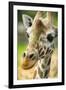 Close-up of a Reticulated Giraffe at the Jacksonville Zoo-Rona Schwarz-Framed Premium Photographic Print