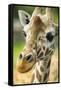 Close-up of a Reticulated Giraffe at the Jacksonville Zoo-Rona Schwarz-Framed Stretched Canvas