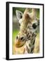 Close-up of a Reticulated Giraffe at the Jacksonville Zoo-Rona Schwarz-Framed Photographic Print