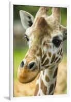 Close-up of a Reticulated Giraffe at the Jacksonville Zoo-Rona Schwarz-Framed Photographic Print