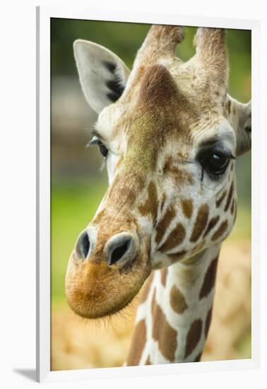 Close-up of a Reticulated Giraffe at the Jacksonville Zoo-Rona Schwarz-Framed Photographic Print