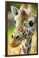 Close-up of a Reticulated Giraffe at the Jacksonville Zoo-Rona Schwarz-Framed Photographic Print