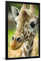 Close-up of a Reticulated Giraffe at the Jacksonville Zoo-Rona Schwarz-Framed Photographic Print