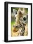 Close-up of a Reticulated Giraffe at the Jacksonville Zoo-Rona Schwarz-Framed Premium Photographic Print