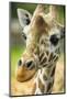 Close-up of a Reticulated Giraffe at the Jacksonville Zoo-Rona Schwarz-Mounted Premium Photographic Print