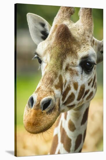 Close-up of a Reticulated Giraffe at the Jacksonville Zoo-Rona Schwarz-Stretched Canvas