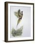 Close-Up of a Ring-Necked Pheasant Flying (Phasianus Colchicus)-null-Framed Giclee Print