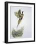 Close-Up of a Ring-Necked Pheasant Flying (Phasianus Colchicus)-null-Framed Giclee Print