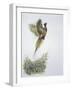 Close-Up of a Ring-Necked Pheasant Flying (Phasianus Colchicus)-null-Framed Giclee Print