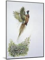 Close-Up of a Ring-Necked Pheasant Flying (Phasianus Colchicus)-null-Mounted Giclee Print
