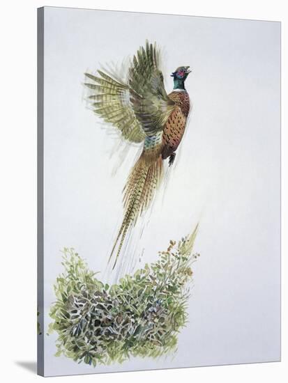 Close-Up of a Ring-Necked Pheasant Flying (Phasianus Colchicus)-null-Stretched Canvas