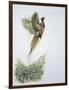 Close-Up of a Ring-Necked Pheasant Flying (Phasianus Colchicus)-null-Framed Giclee Print