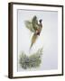 Close-Up of a Ring-Necked Pheasant Flying (Phasianus Colchicus)-null-Framed Giclee Print