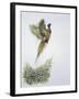 Close-Up of a Ring-Necked Pheasant Flying (Phasianus Colchicus)-null-Framed Giclee Print