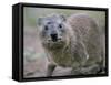 Close-Up of a Rock Hyrax (Heterohyrax Brucei), Kenya, East Africa, Africa-N A Callow-Framed Stretched Canvas