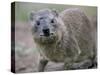 Close-Up of a Rock Hyrax (Heterohyrax Brucei), Kenya, East Africa, Africa-N A Callow-Stretched Canvas