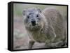 Close-Up of a Rock Hyrax (Heterohyrax Brucei), Kenya, East Africa, Africa-N A Callow-Framed Stretched Canvas