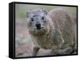 Close-Up of a Rock Hyrax (Heterohyrax Brucei), Kenya, East Africa, Africa-N A Callow-Framed Stretched Canvas