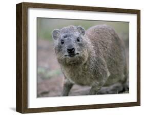 Close-Up of a Rock Hyrax (Heterohyrax Brucei), Kenya, East Africa, Africa-N A Callow-Framed Photographic Print