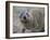 Close-Up of a Rock Hyrax (Heterohyrax Brucei), Kenya, East Africa, Africa-N A Callow-Framed Photographic Print