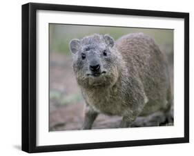 Close-Up of a Rock Hyrax (Heterohyrax Brucei), Kenya, East Africa, Africa-N A Callow-Framed Photographic Print