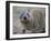 Close-Up of a Rock Hyrax (Heterohyrax Brucei), Kenya, East Africa, Africa-N A Callow-Framed Photographic Print