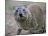 Close-Up of a Rock Hyrax (Heterohyrax Brucei), Kenya, East Africa, Africa-N A Callow-Mounted Photographic Print