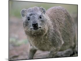 Close-Up of a Rock Hyrax (Heterohyrax Brucei), Kenya, East Africa, Africa-N A Callow-Mounted Photographic Print