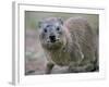 Close-Up of a Rock Hyrax (Heterohyrax Brucei), Kenya, East Africa, Africa-N A Callow-Framed Photographic Print