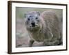 Close-Up of a Rock Hyrax (Heterohyrax Brucei), Kenya, East Africa, Africa-N A Callow-Framed Photographic Print