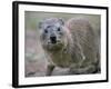 Close-Up of a Rock Hyrax (Heterohyrax Brucei), Kenya, East Africa, Africa-N A Callow-Framed Photographic Print